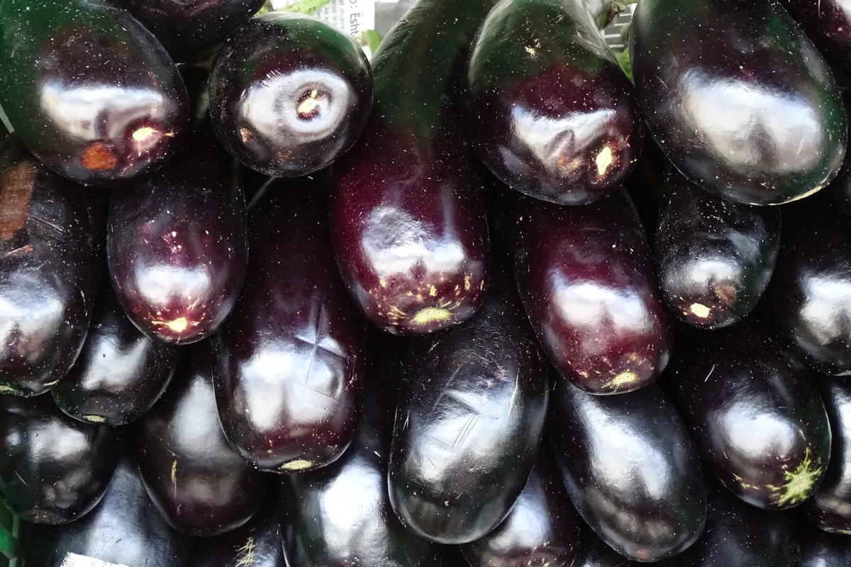 Glossy purple aubergines (eggplants) piled up for sale at a market