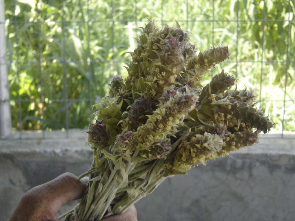 A bundle of Sideritis mountain tea stems and flowers