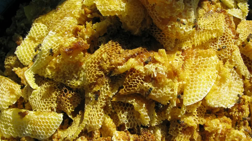 Pieces of fresh golden honeycomb filled with raw honey