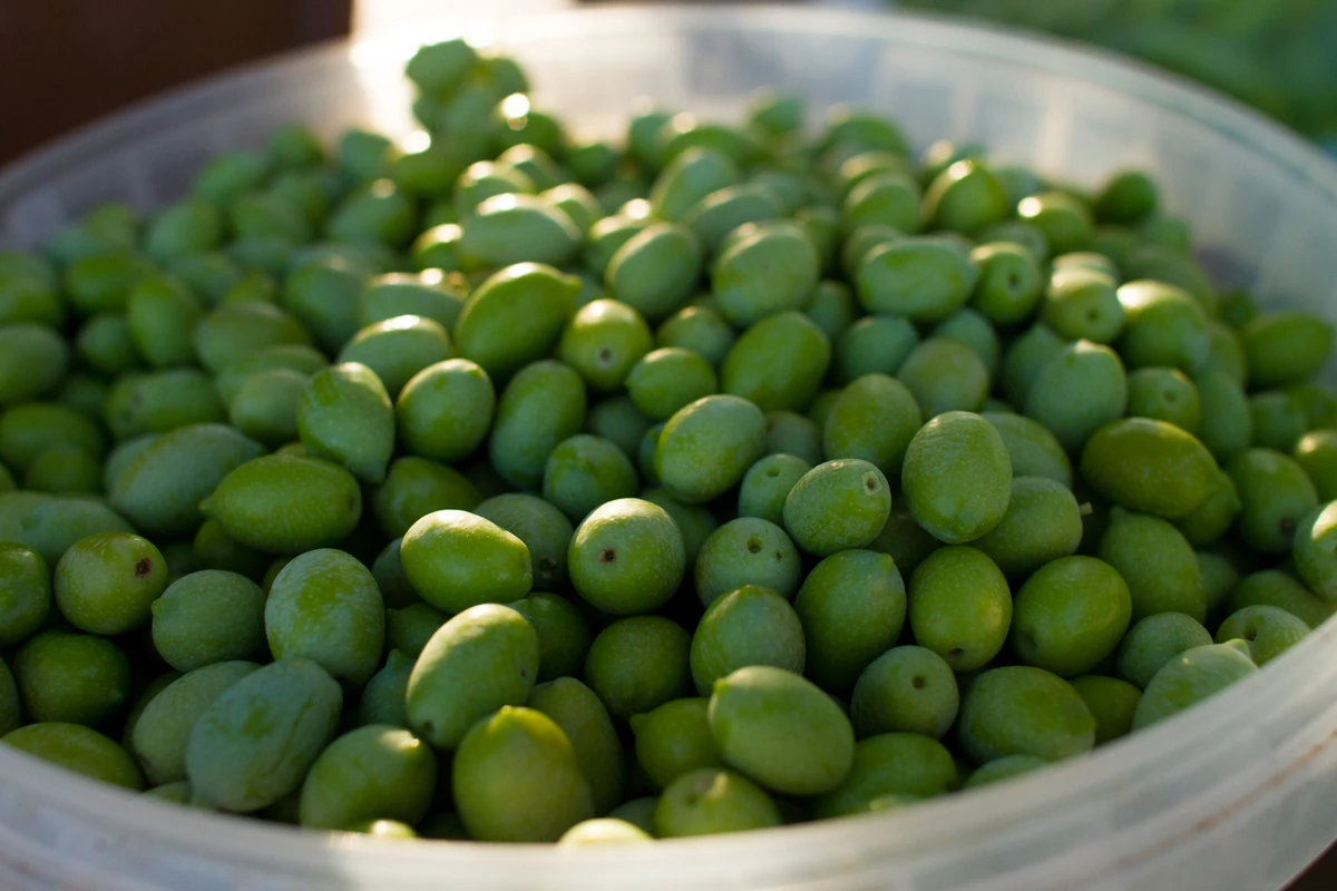 A bowl of freshly picked green olives on Rhodes, Greece