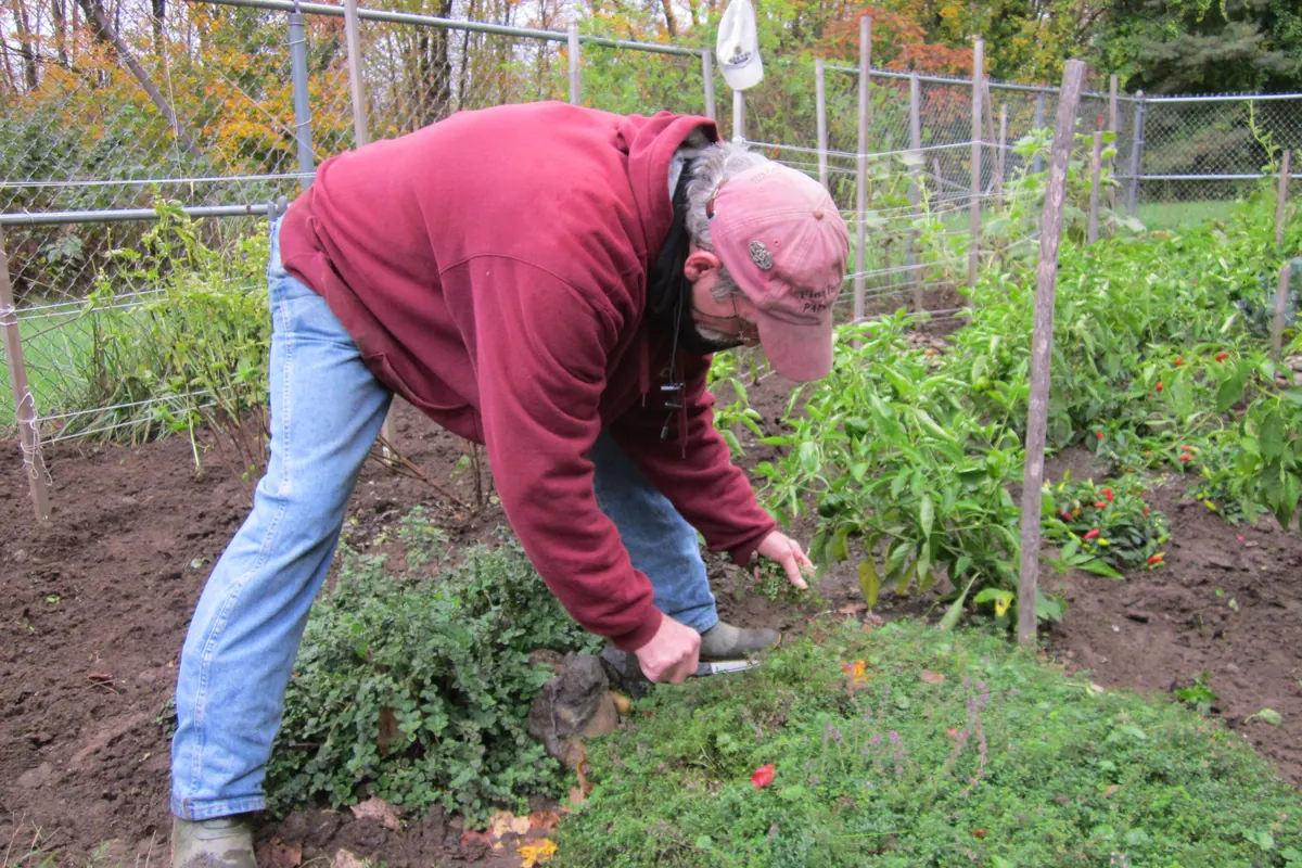A gardener clipping fresh oregano and thyme in a herb garden, the first step in drying oregano