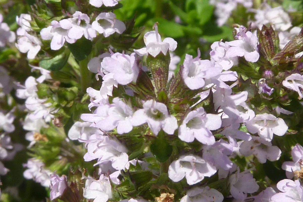 Lemon thyme (Thymus x citriodorus) in flower, with small pale lilac blossoms