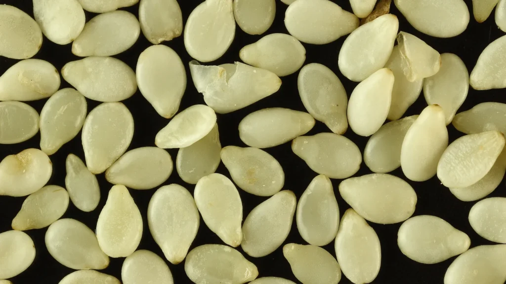 A magnified close-up of hulled white sesame seeds