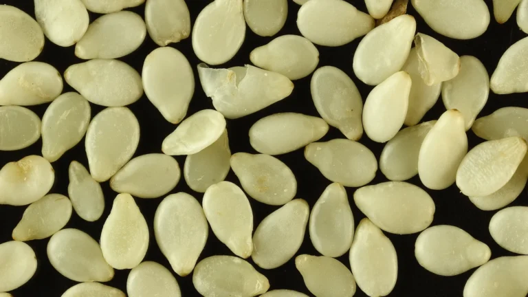 A magnified close-up of hulled white sesame seeds
