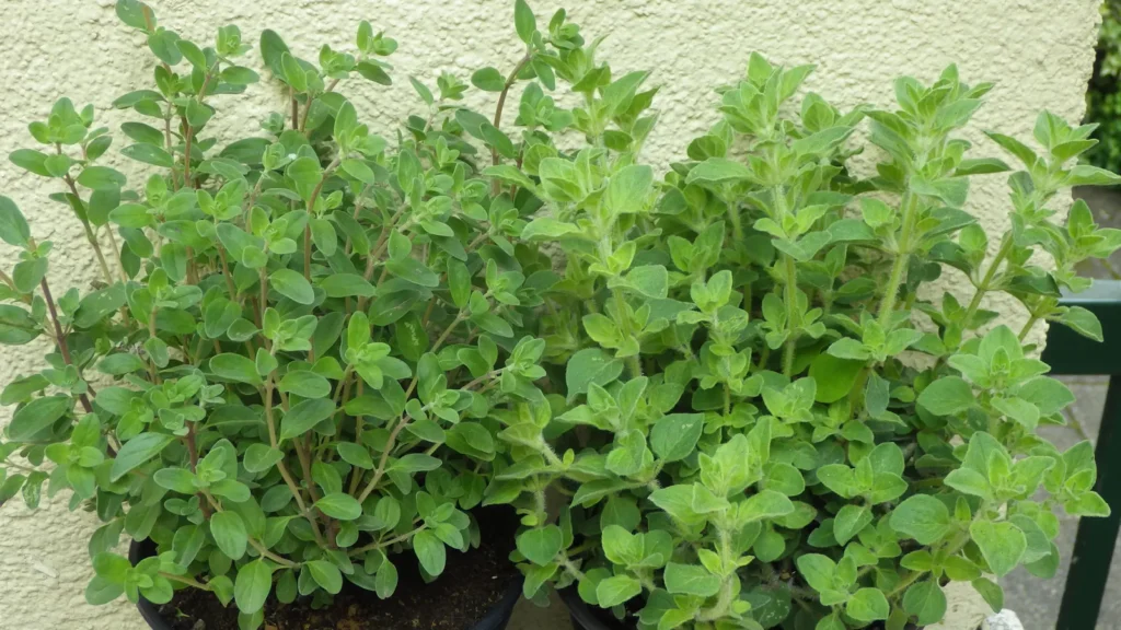 Sweet marjoram (left) and oregano (right) growing side by side, showing how alike the two herbs look