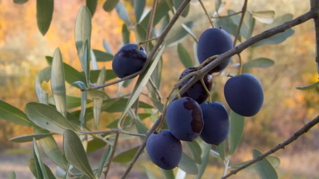 Ripe dark olives growing on an olive tree branch, showing that olives are fruit