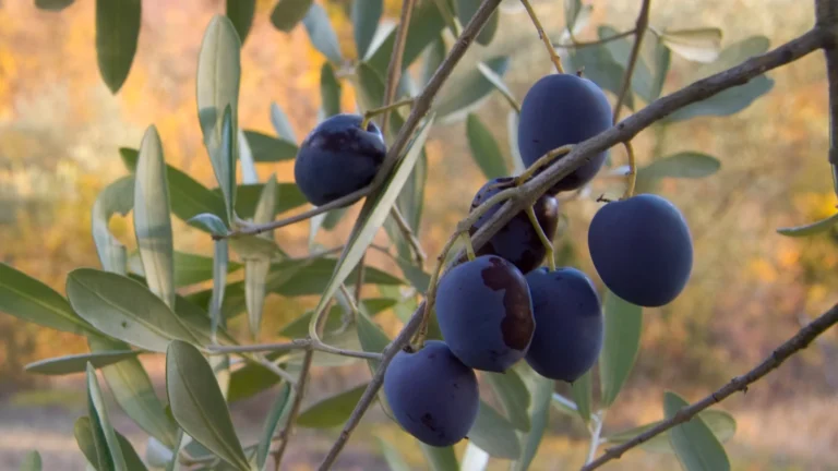 Ripe dark olives growing on an olive tree branch, showing that olives are fruit