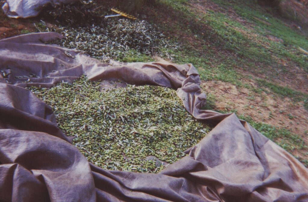 Olive harvest in the Peloponnese