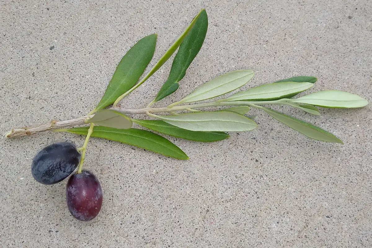 An olive sprig with silvery leaves and two olive fruits