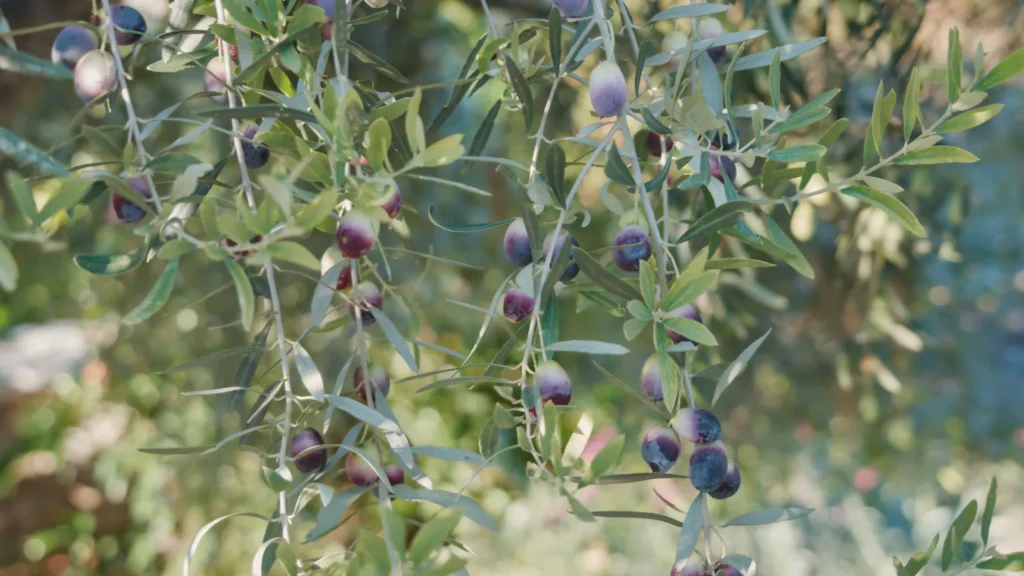 Olives on the tree in Greece, some still green and others turning purple-black (veraison)