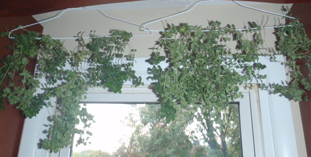 Oregano bunches hanging to dry