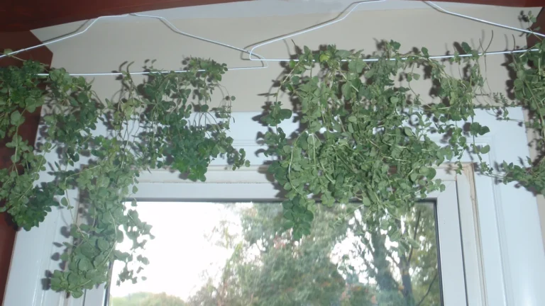 Bunches of fresh oregano tied to clothes hangers, air-drying by a window