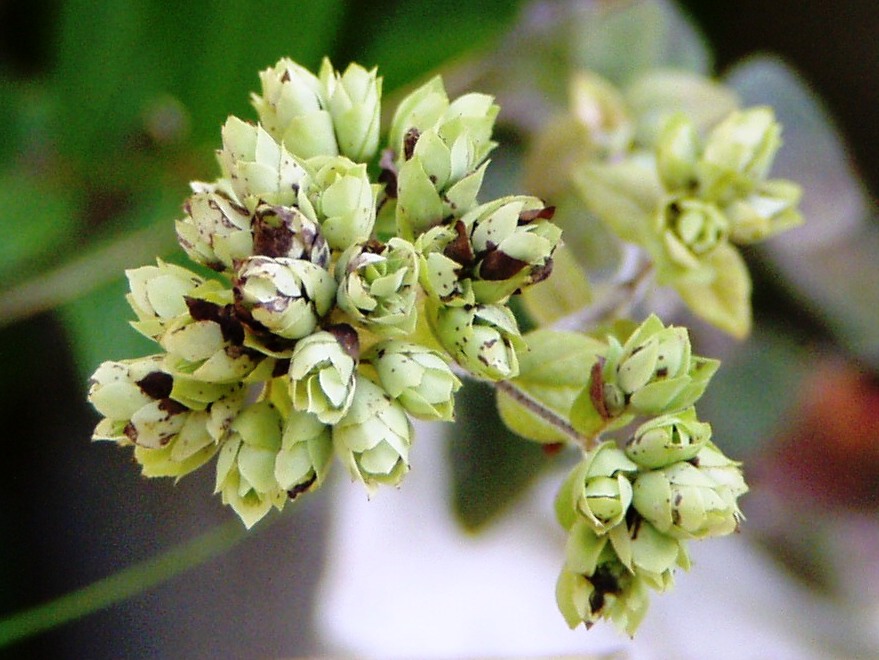 Oregano flower-head detail