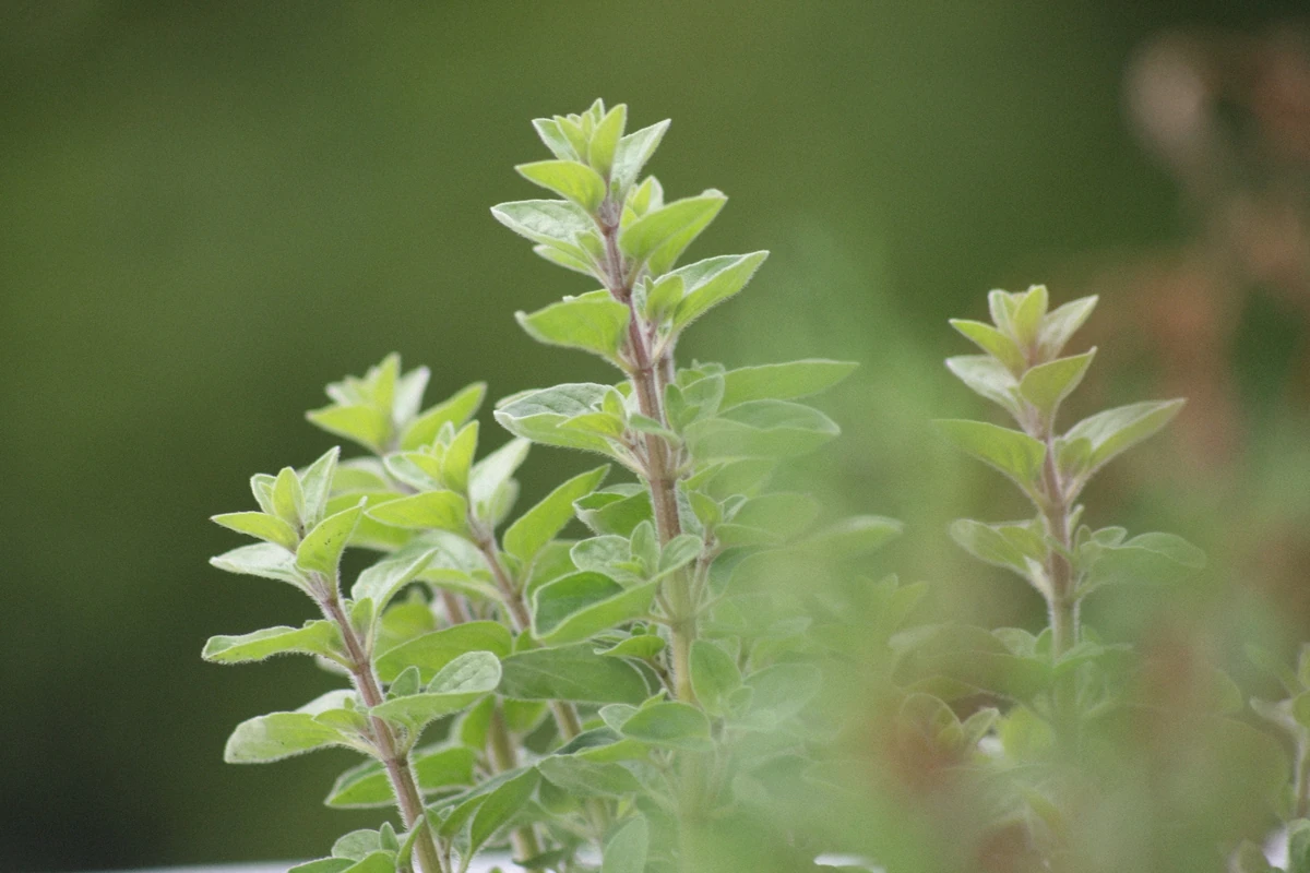 Oregano plant with soft green leaves growing in a garden