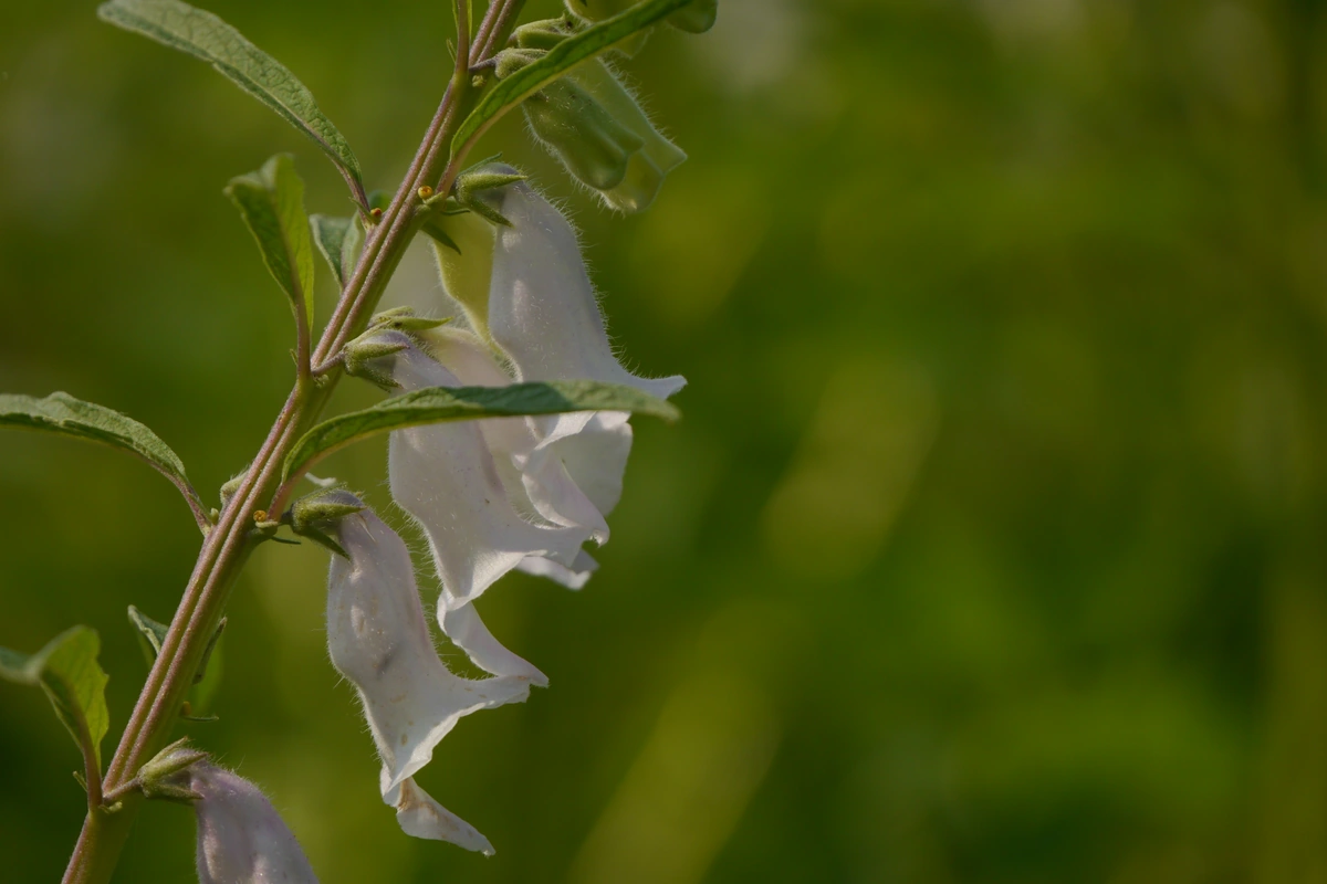 A sesame plant (Sesamum indicum) with a pale flower and green seed pods