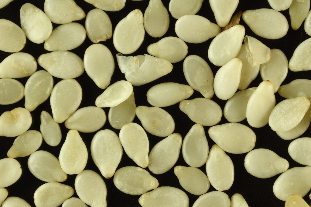 Close-up of white sesame seeds