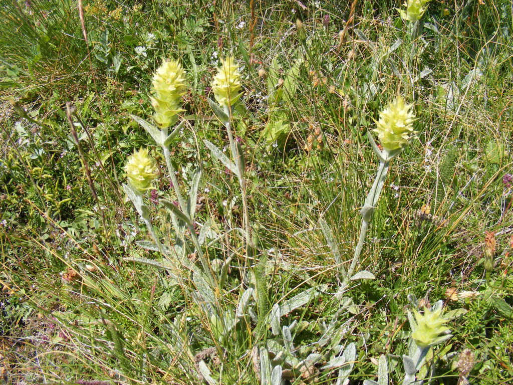 Pale yellow Sideritis scardica flowers on upright stems