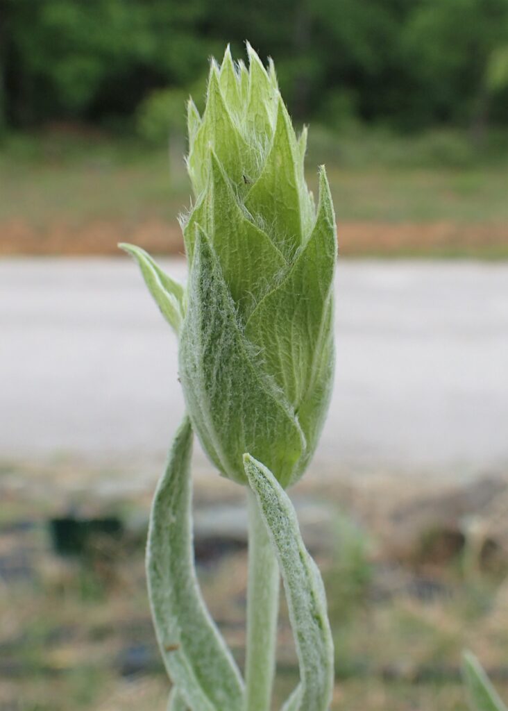 Sideritis scardica plant detail