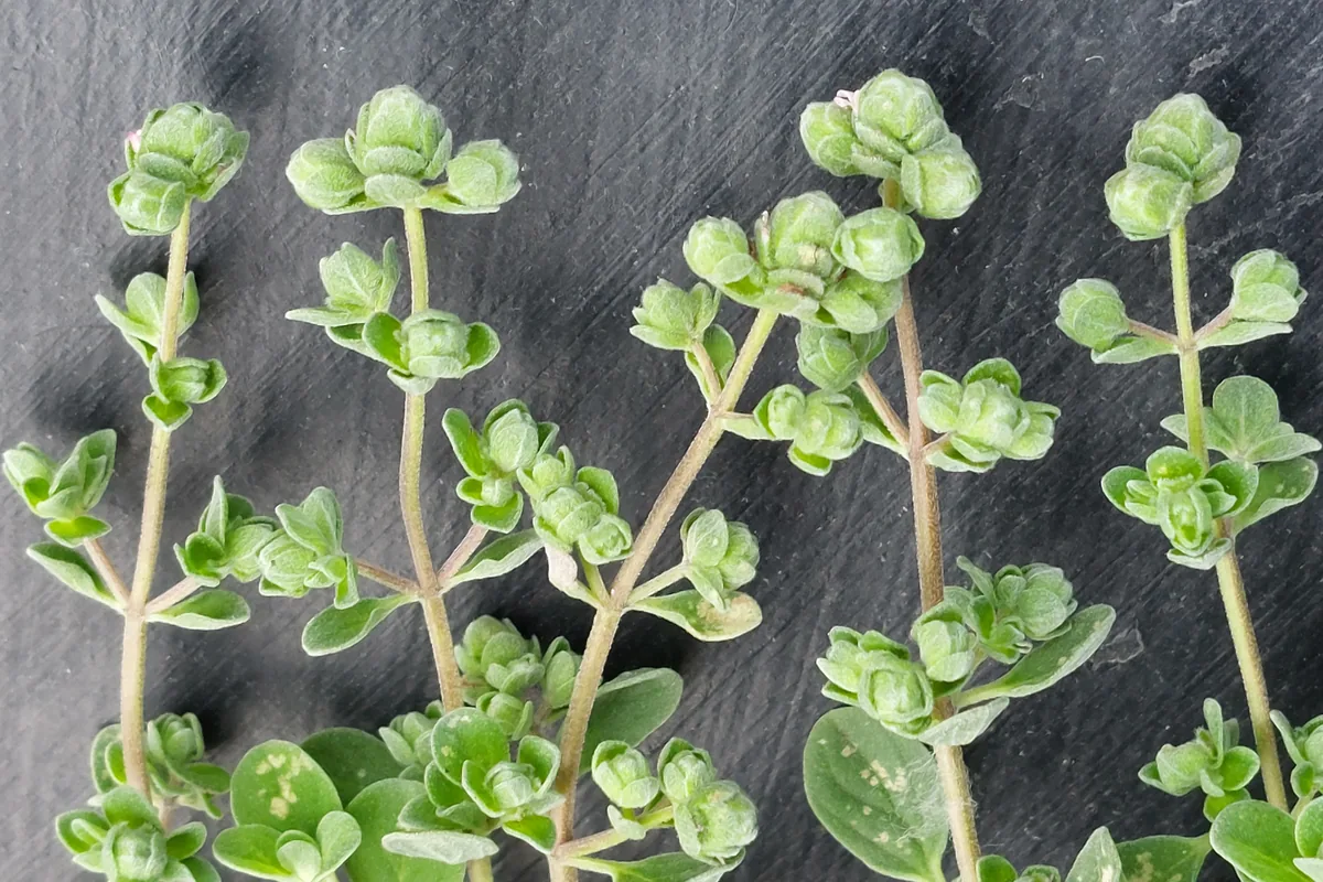 Fresh sprigs of sweet marjoram (Origanum majorana) at harvest time