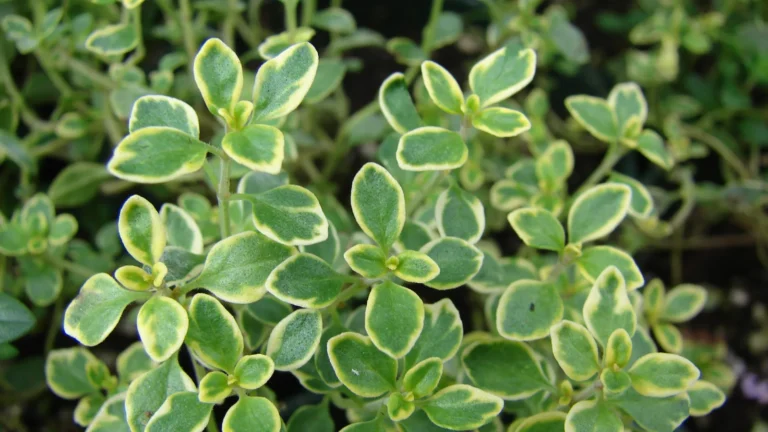 Small green and cream variegated leaves of lemon thyme (Thymus citriodorus)
