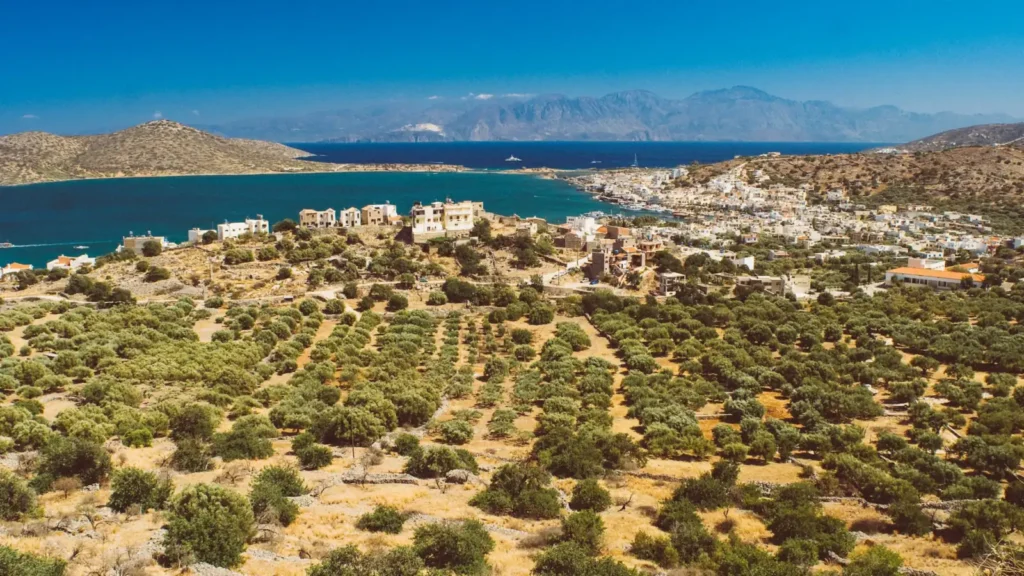 Olive groves running down to the sea, the kind of landscape that produces Cretan olive oil