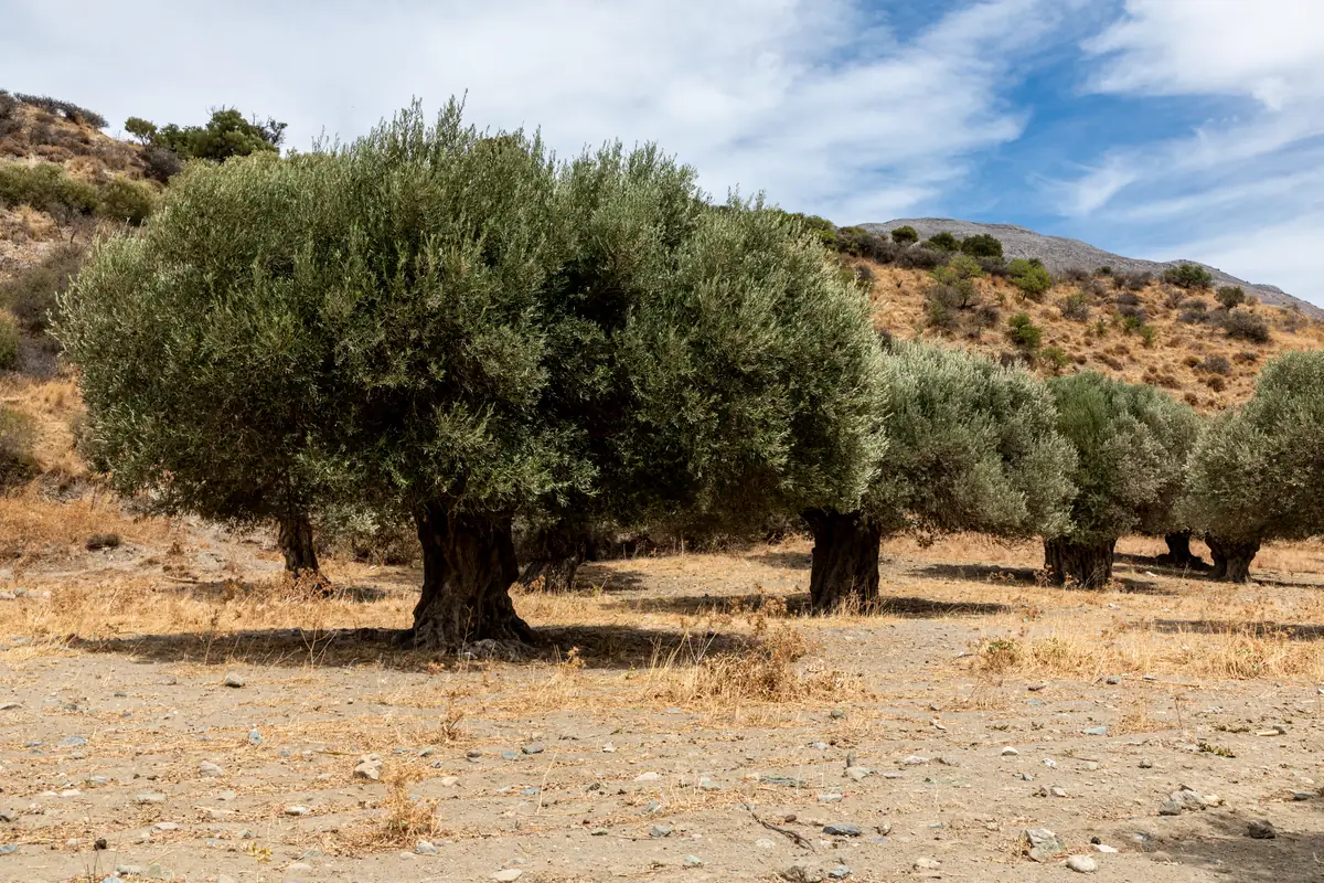 Olive grove at Asomatos in Crete, Greece, a source of Cretan olive oil