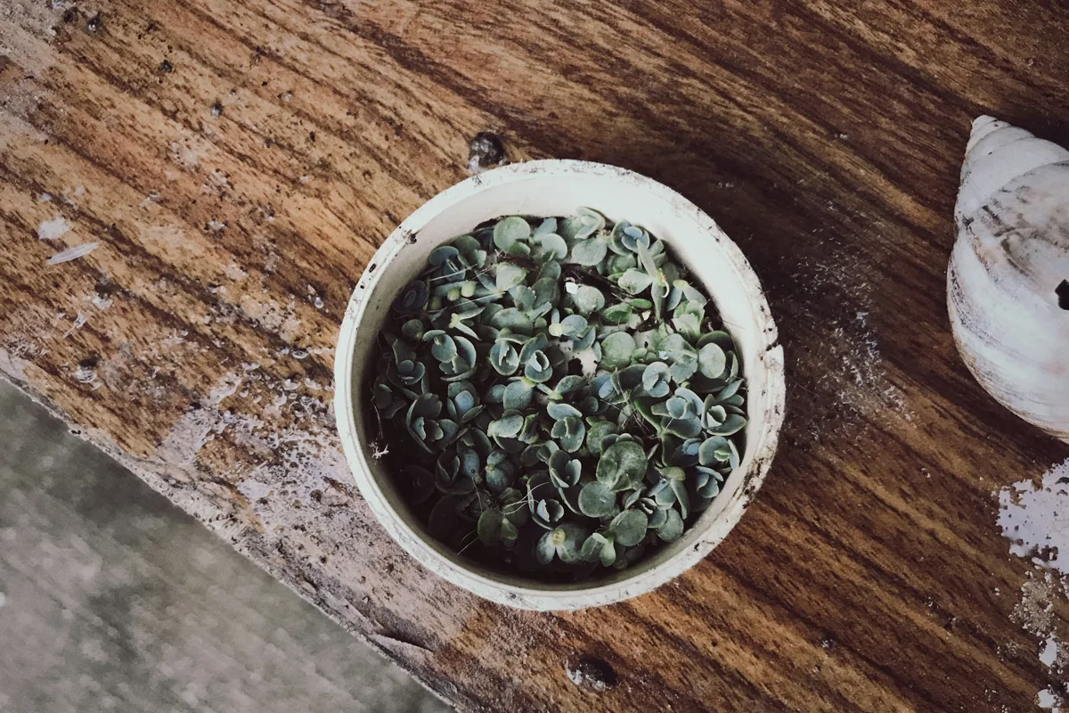Bowl of crumbled dried oregano on a wooden table