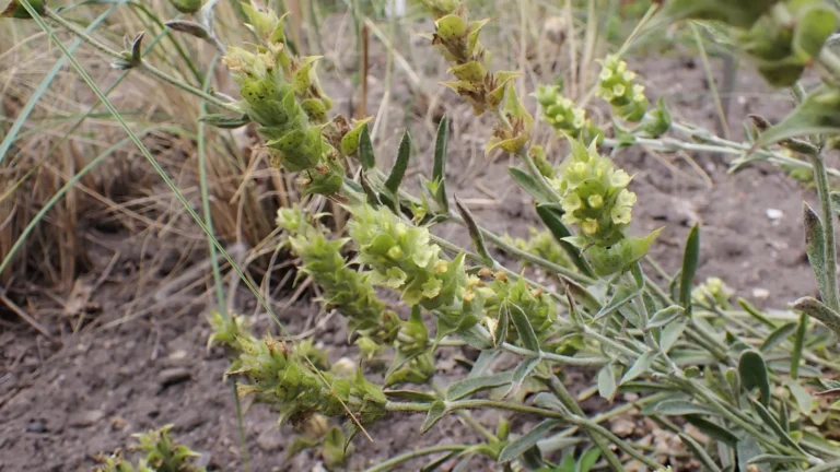 Sideritis plant showing the flowers, leaves and stems used in Greek mountain tea