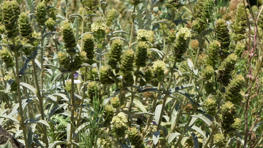 Sideritis scardica, one of the Greek mountain tea species on label lists