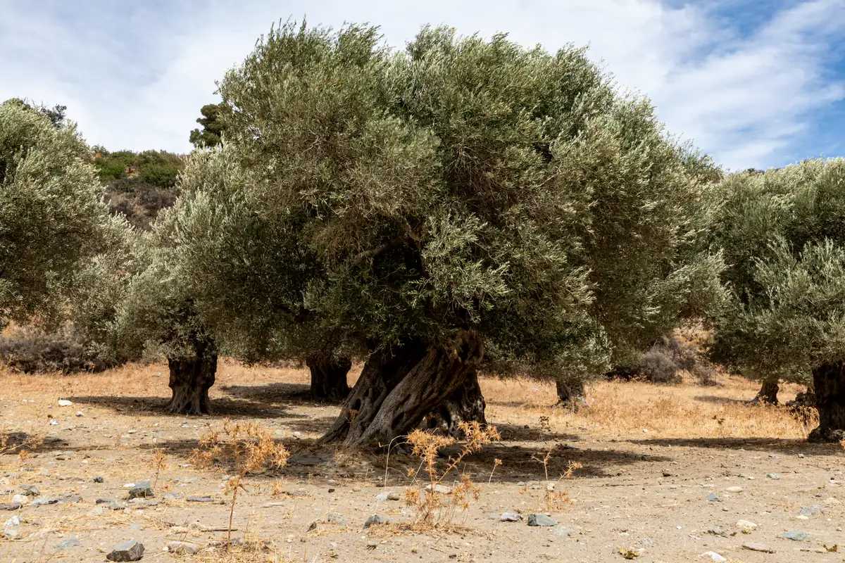Old olive trees in a Cretan grove, the Greek side of Greek olive oil vs Italian