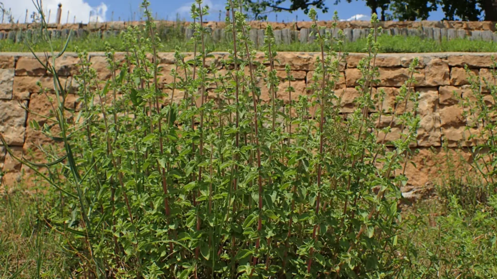 Greek oregano plant (Origanum vulgare subsp. hirtum), the herb behind Greek oregano vs Italian oregano
