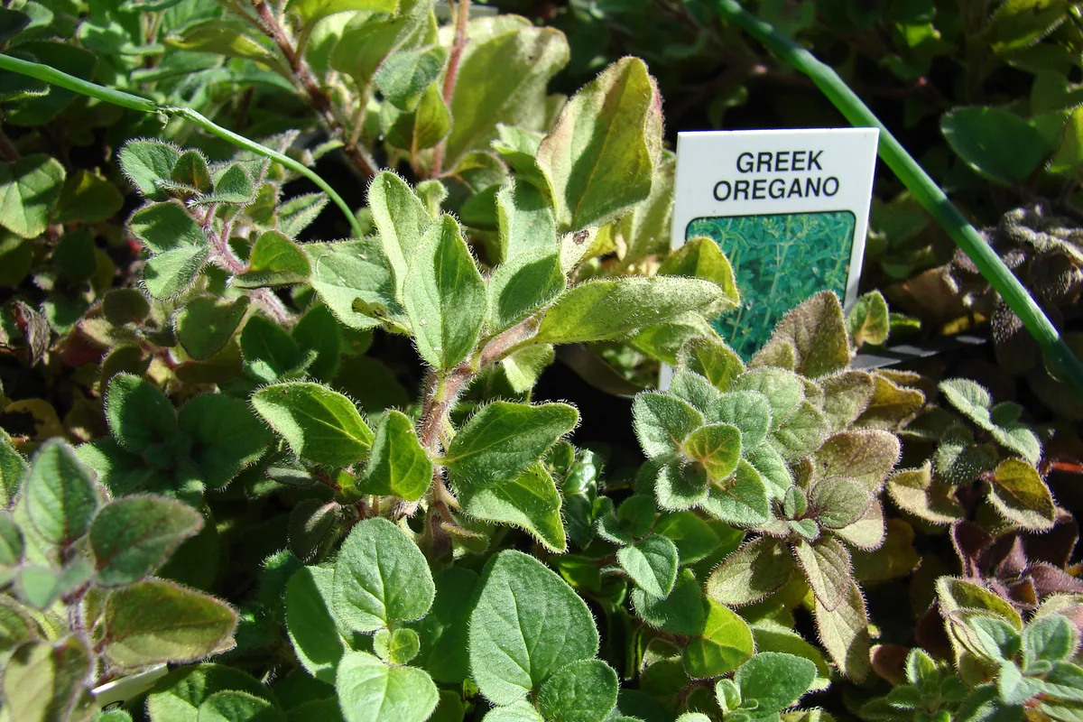 Greek oregano plant with a garden label, showing its fuzzy grey-green leaves