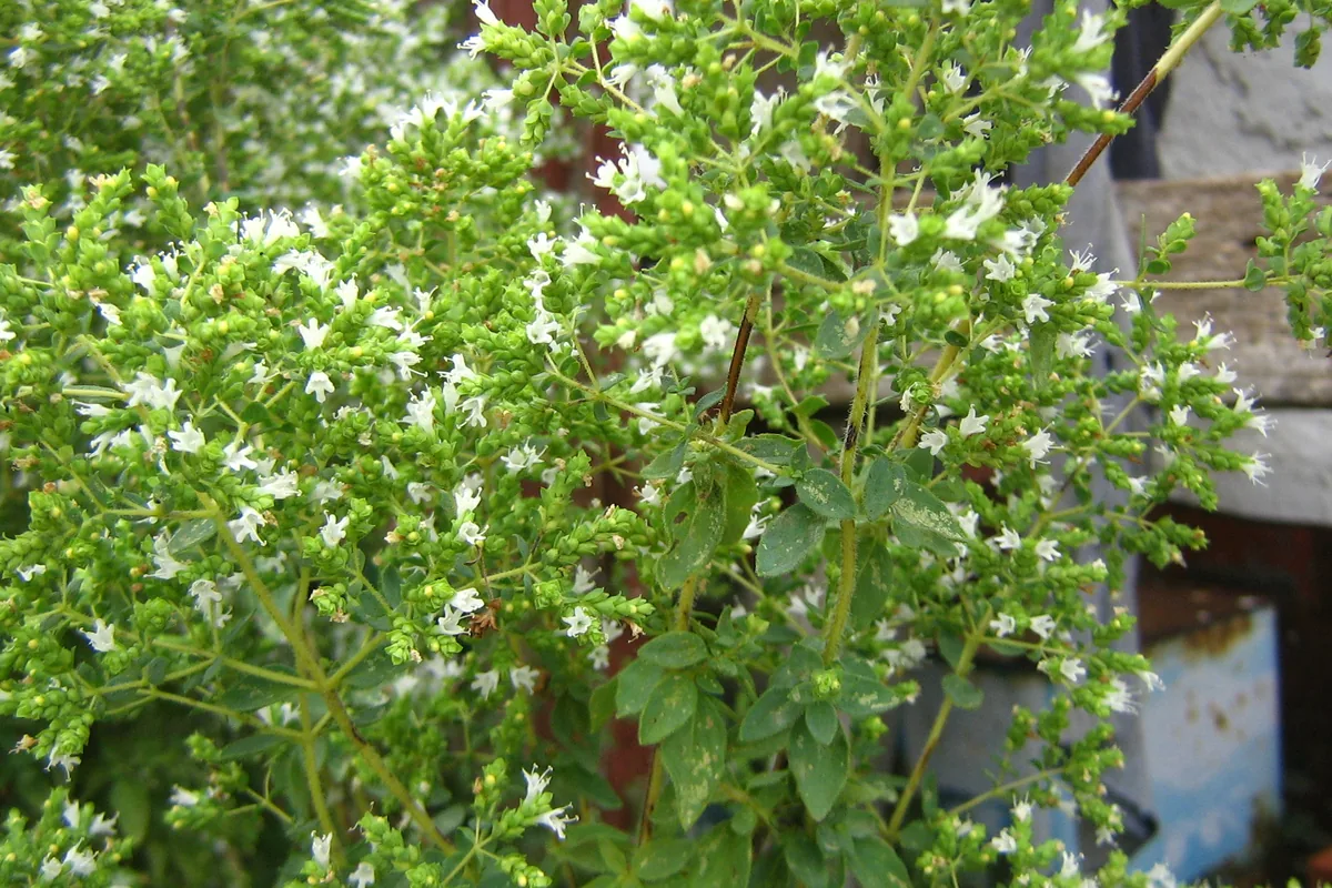 Greek oregano (rigani) in flower with small white blossoms