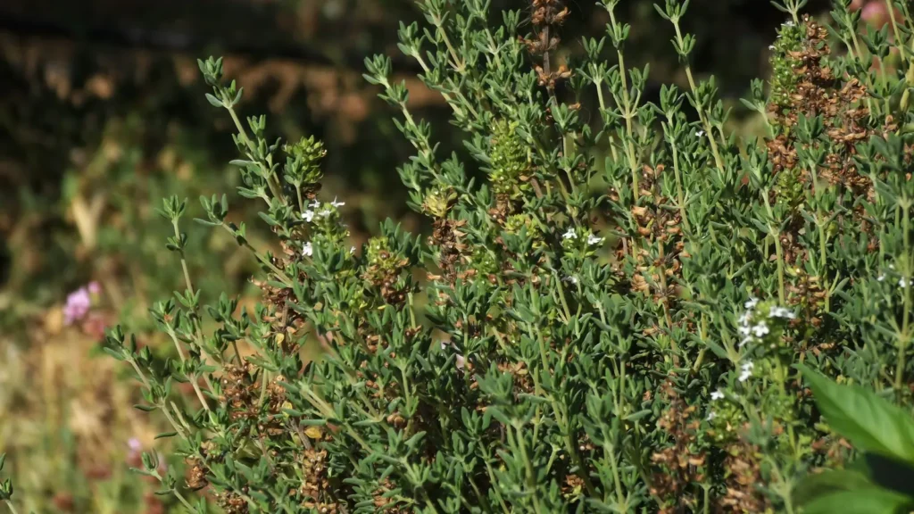 Greek thyme plant in flower growing wild in Crete, Greece