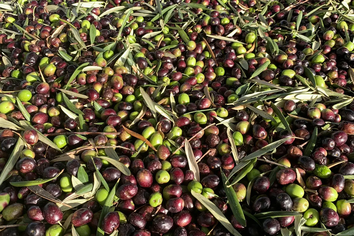 Freshly harvested green and dark olives at the olive mill