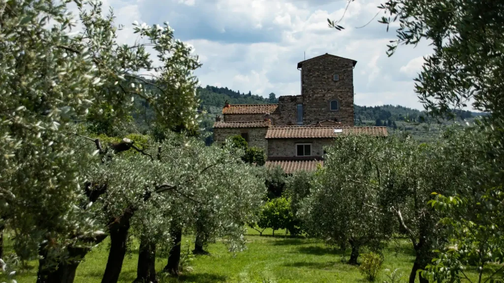 Olive grove beside a medieval tower in Tuscany, for comparing Greek olive oil vs Italian