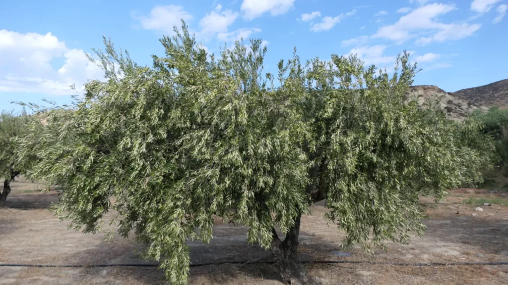 Koroneiki olive tree in Sitia, Lasithi, Crete, the variety behind Koroneiki olive oil