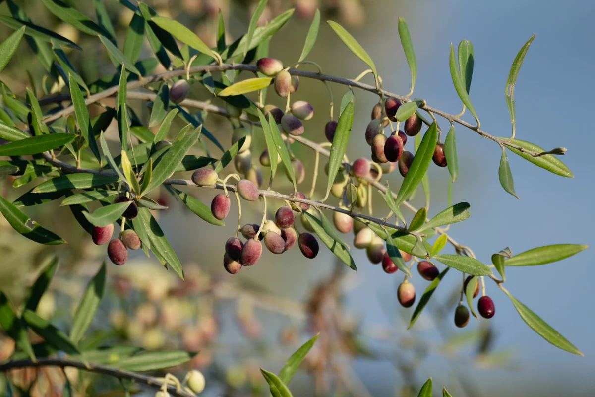 Olive branch with ripe and green olives ready for harvest