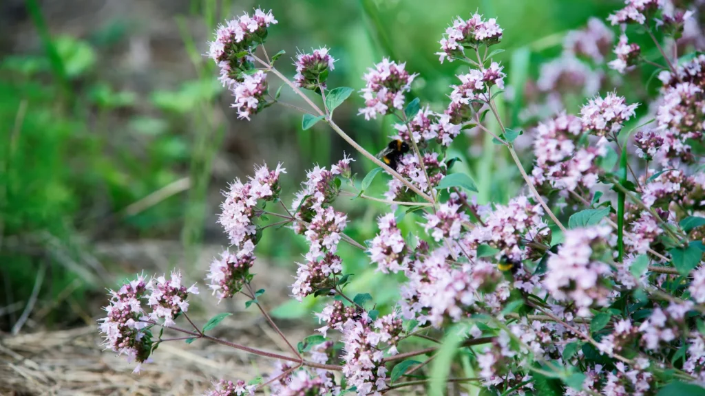 Flowering common oregano with purple blooms, a key difference between Greek oregano and regular oregano