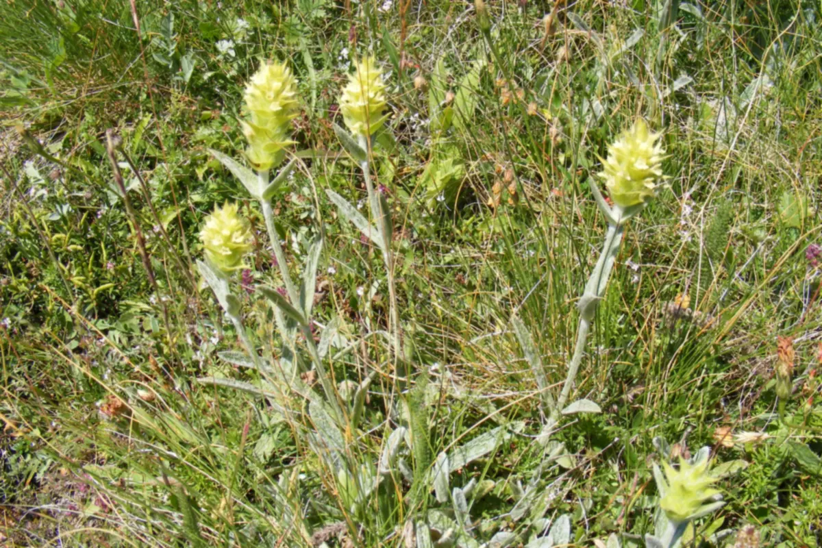 Wild Sideritis mountain tea plants in flower