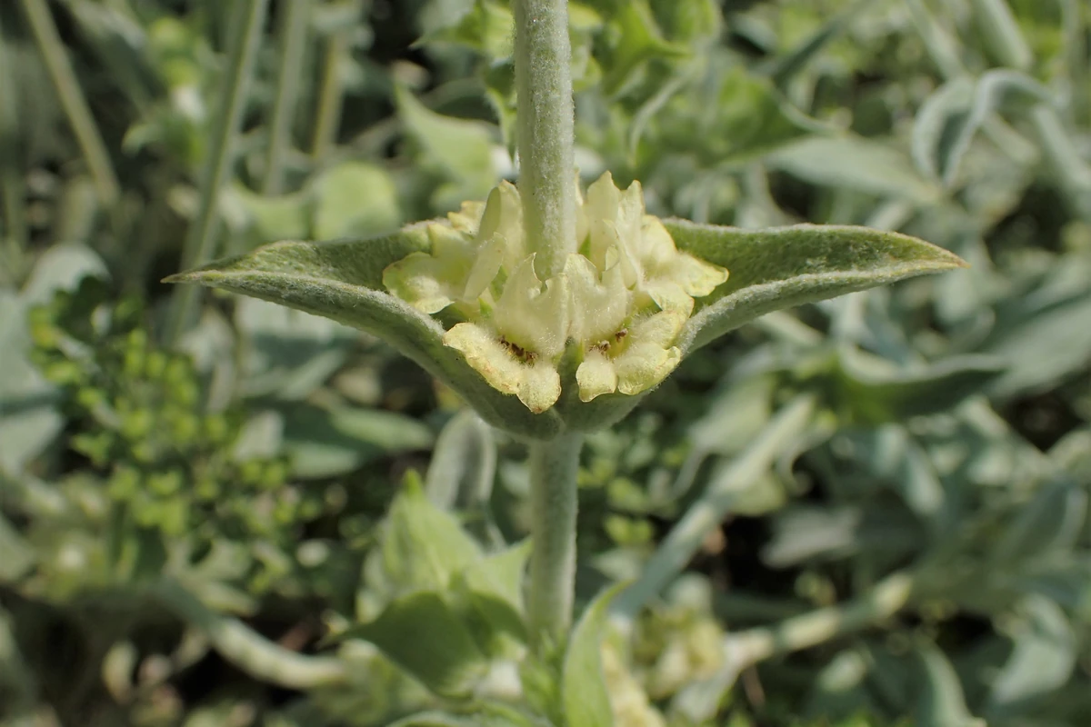 Close-up of a Sideritis scardica flower spike and woolly leaves
