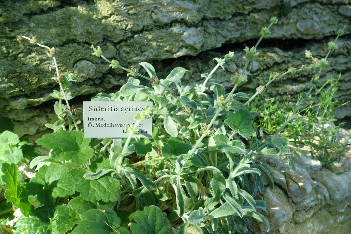 Sideritis syriaca plant with a botanical name label in a garden