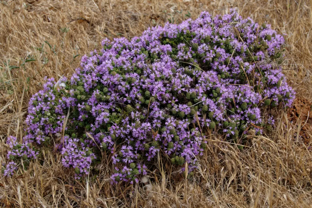 Flowering wild thyme (Thymbra capitata), the bee plant behind Greek thyme honey