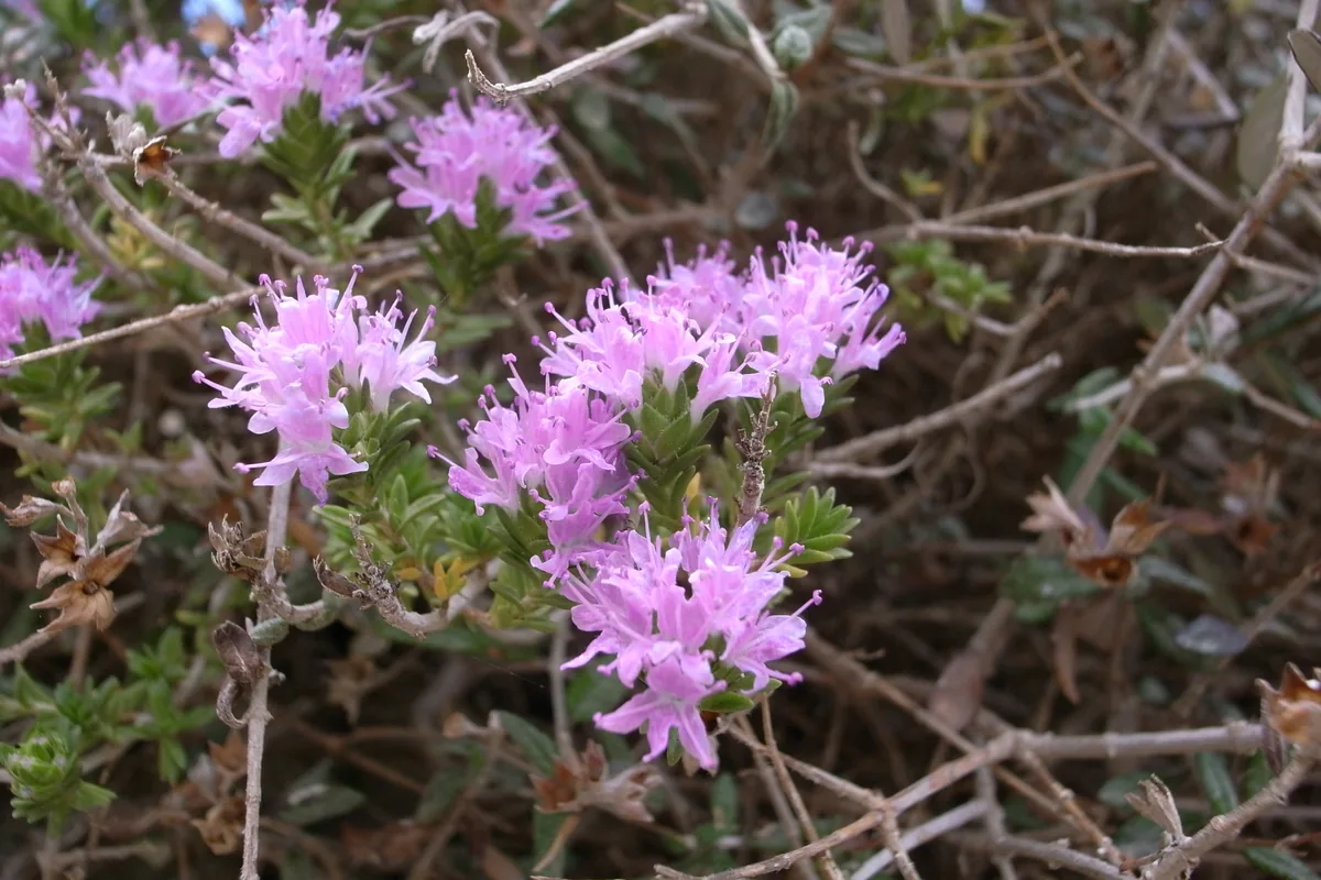 Pink flowers of wild thyme (Thymbra capitata), the source of thyme honey